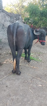 ખડેલી વેચવાની છે
