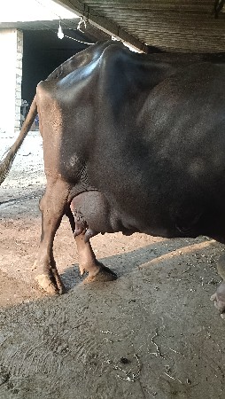 ભેશ વેશવાની છે