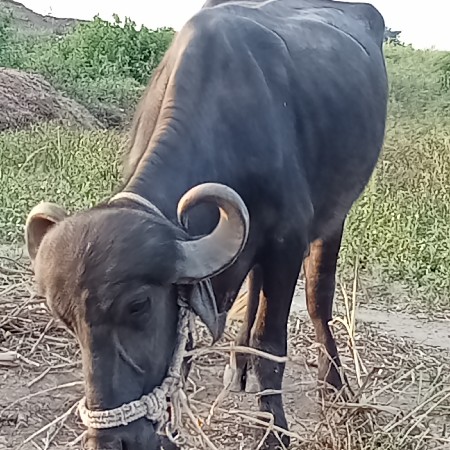 ખડેલી પેલું વેતર