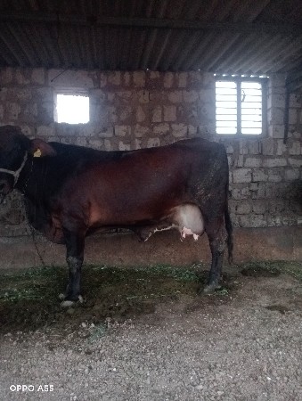 વેસવાની છે