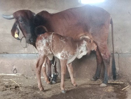 આગા વેચવાની છે બીજું વેતર પાંચ રીત
