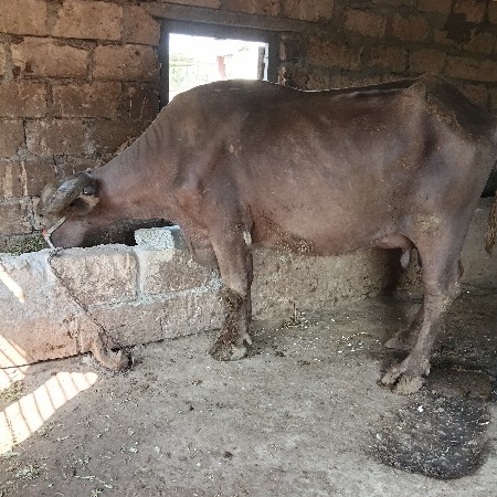 ભેંસ વેચવાની છે