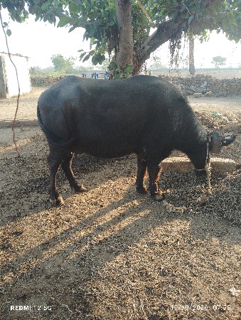 ભેસ વેચવાની છે