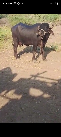 આ ભેંસ વેચવાની છે