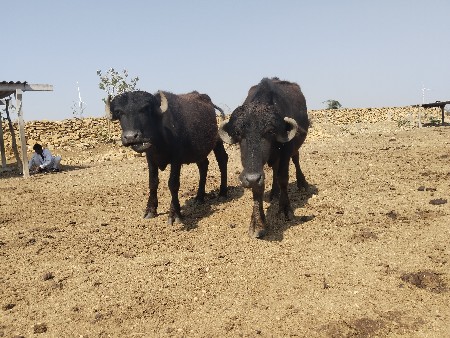 વેચવાનું છો