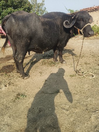 બીજુ વેતર