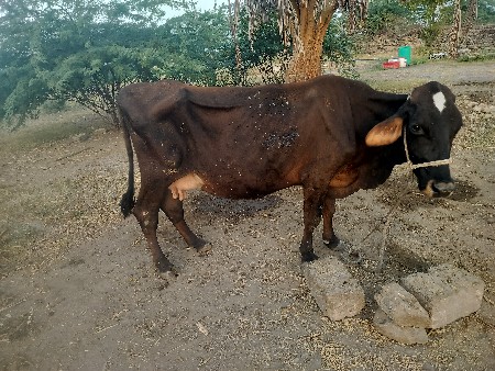 એસ.એફ ગાય વેચવાની છે