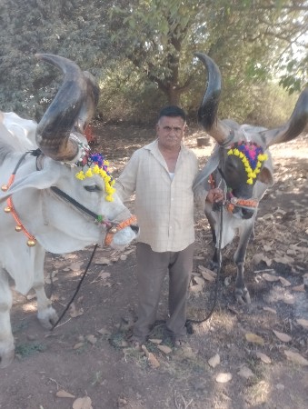 મંફત દેવાના છે