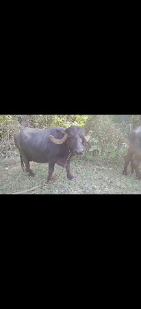 વેચવાની છે
