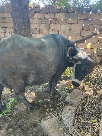 3 છું વેતર ફુલ જવાબદારી