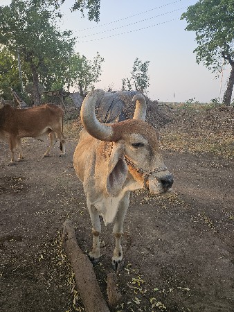 બળદ વેચવાના છેં