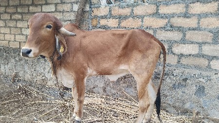 વેસવા ની સે