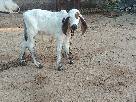 ગાય