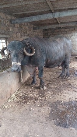 ભેંસ વેચવાની છે