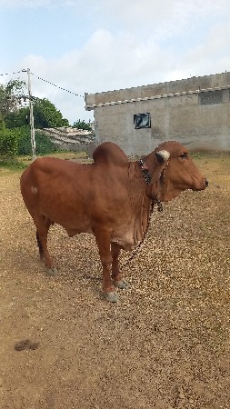 ગાય વેચવા ની છે