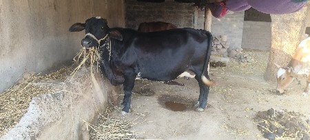 ગીર ક્રોસ ગાય આપવાની છે