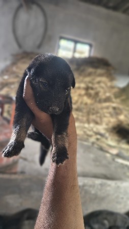 વેચવાના છે જર્મનસફર