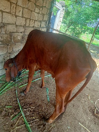 દેશી વાસળી મફત દેવાની છે