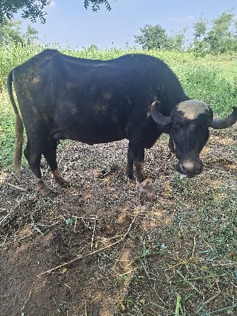 ભેસ.વેશવાનિ વેતર તિજુ