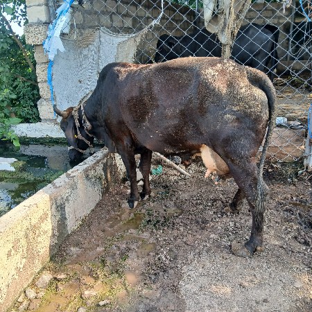 બે ગાયો વેચવાની છે