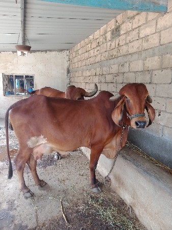 vesvani