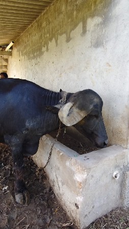 પેલા વેતરી ખડેલી વેસવાની છે