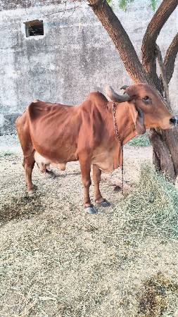વેશવાનીશે ગાભણસે કીંમત 20