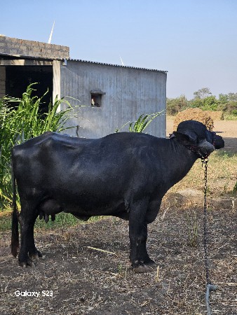🐃 ભેંસ વેચવાની છે. 🐃