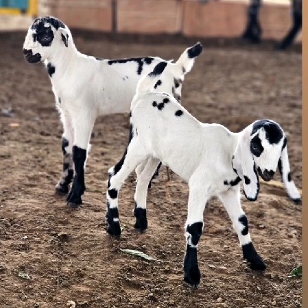 10. નંગ બોકડા વેચવાના છે