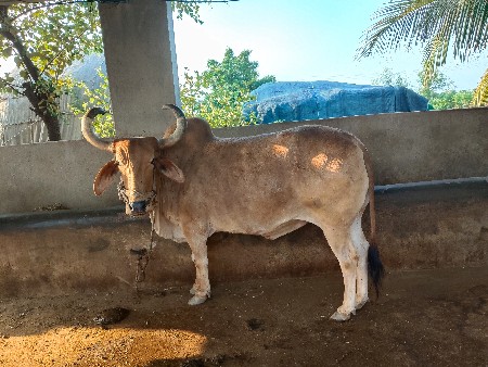 વેચવાનો