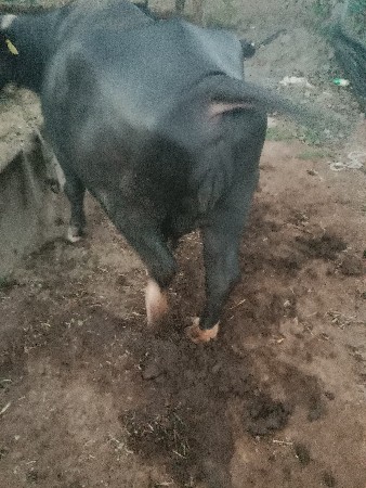 ભેંસ વેચવાની છે 10 દીવસ ની કાચી