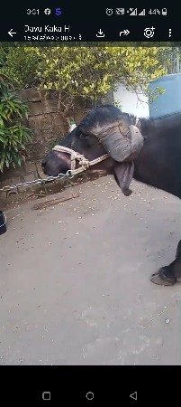 bhesh. vesvani se