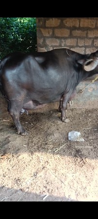 વેચવાની છે ભેંસ