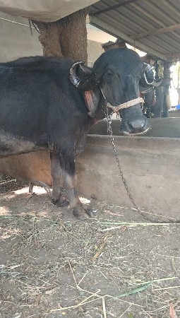 ભેંસ વેચવાની છે