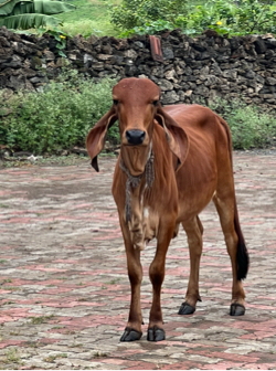 Vachdi