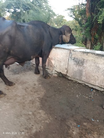 ભેંસ વેચવાની છે