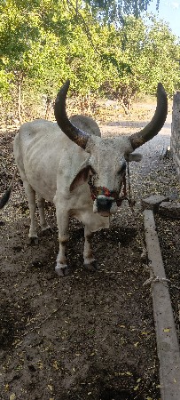 મેં