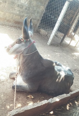 આવો ગોઢલો લેવા નો છે