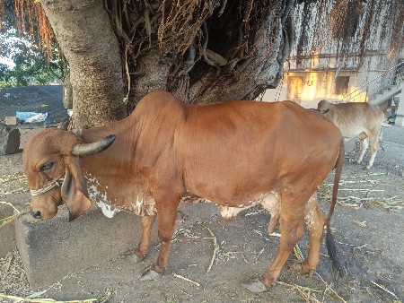 ગીર ગાય વહેચવાની છે.
