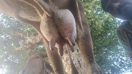 વેચવાની છે ગાય 3વેતર