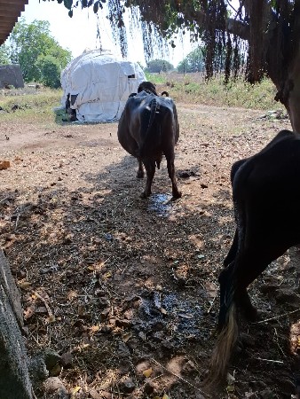 વેસવાની