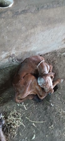 2 vetar