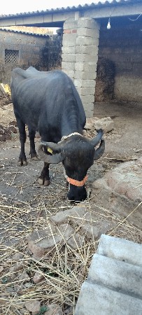 ખડેલી વેચવાની છે