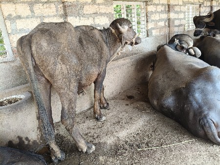 પાડી વેચવાની છે