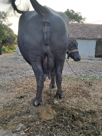 બીજૂવેતર