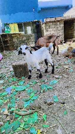 બચા વાડી બકરી દેવાની છે