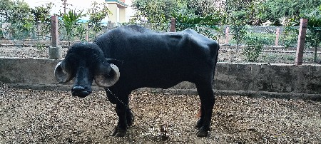 જાફરાબાદી ખડેલી