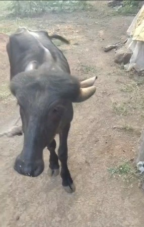 પાડો વેચવાનો છે દોઢ વર્ષનો છે