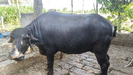 પેલા વેતર માં