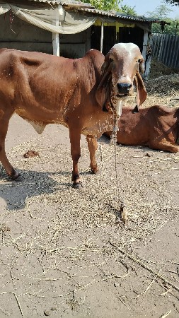 કાબરી ઓડકી વેચવાની છે